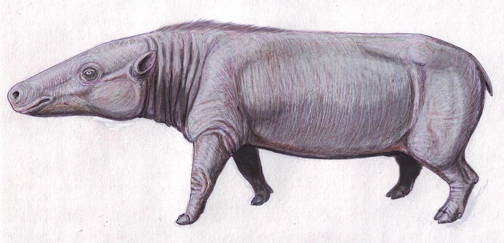 images-of-an-ancient-hippo-ancestor-live-science