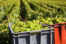 Champagne 2023 harvest