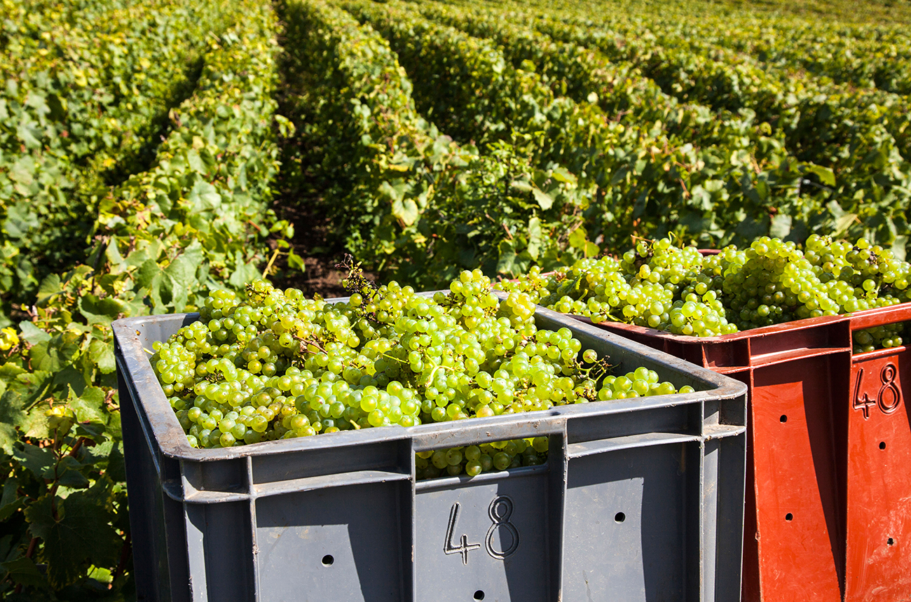 Champagne 2023 harvest
