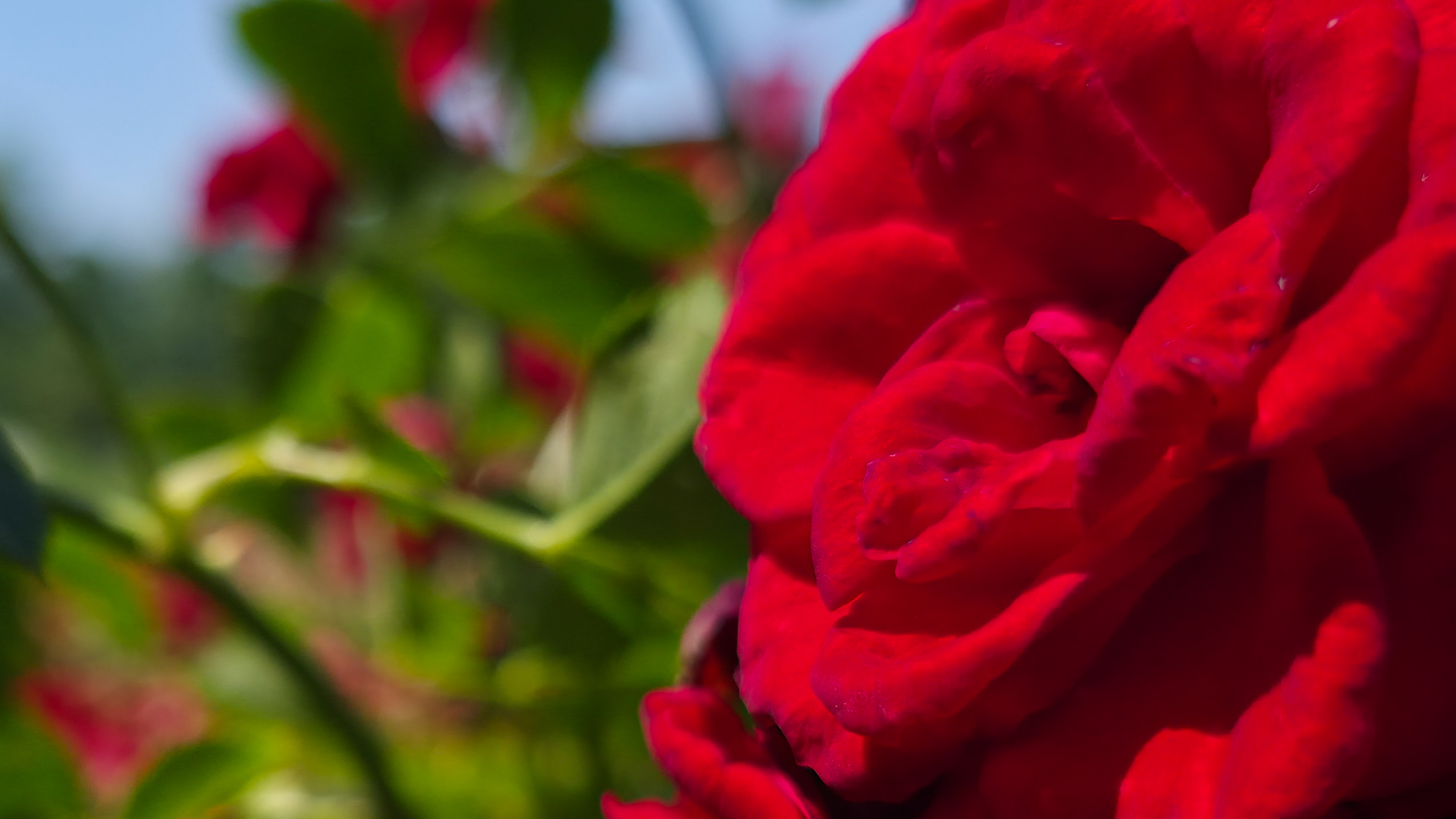 A red rose photographed with the Samsung Galaxy S25 Ultra at a variety of resolution settings