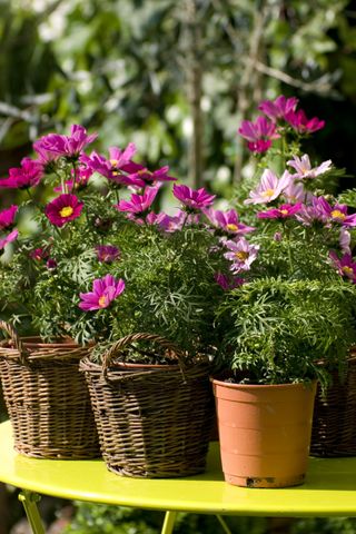 Pink cosmos flowers in pots on a garden table