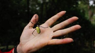 Joro spiders spin dense, gold-tinted webs