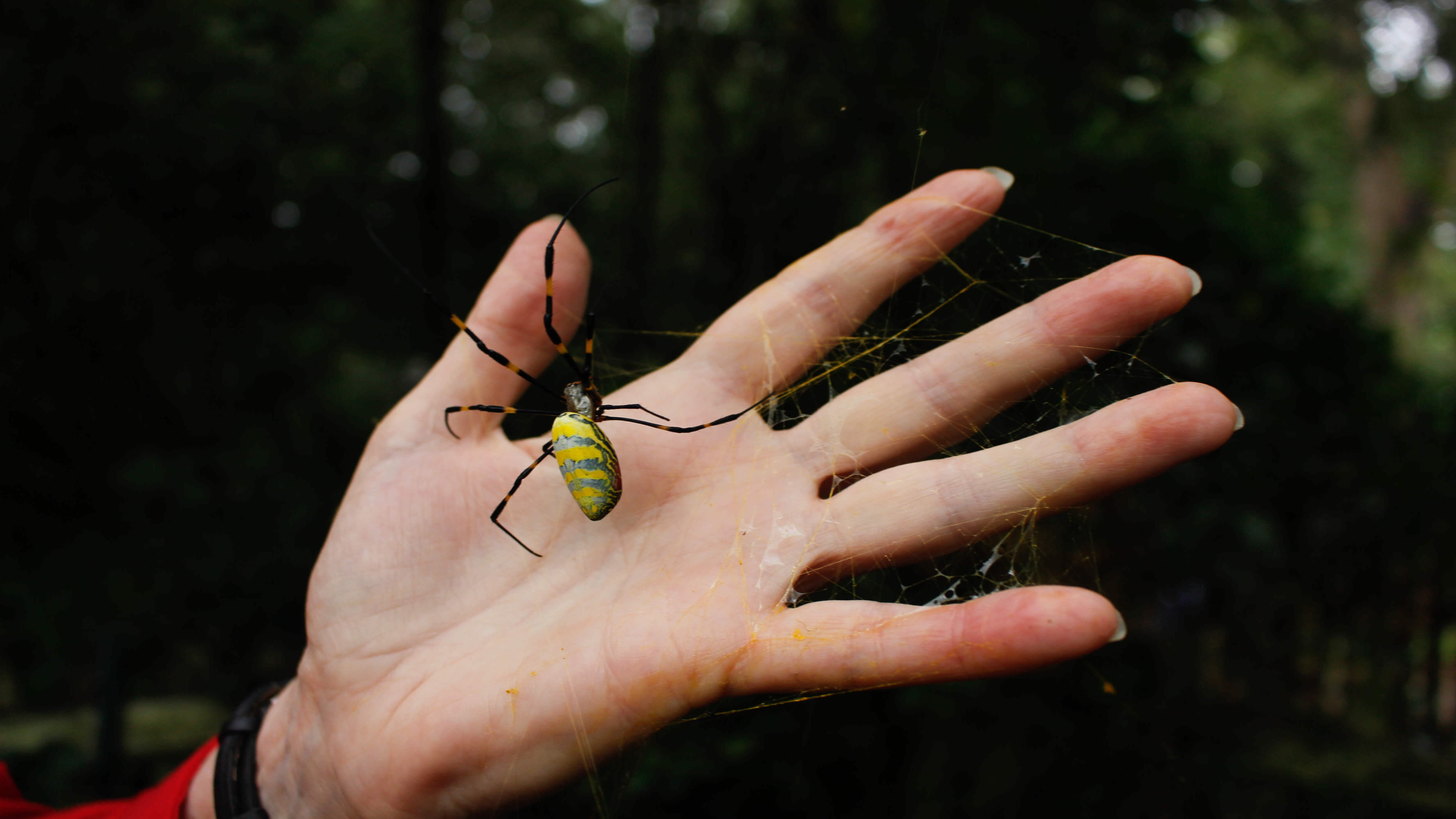 Invasive spider species makes 1st U.S. appearance