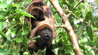 A brown howler monkey with a baby on its back peers out from the leaves in the Brazilian Atlantic Rainforest.