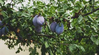 picture of plum tree in summer