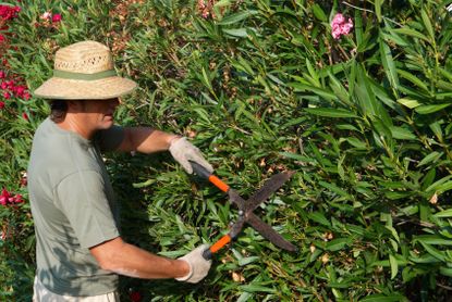Gardener Pruning Oleander Shrubs