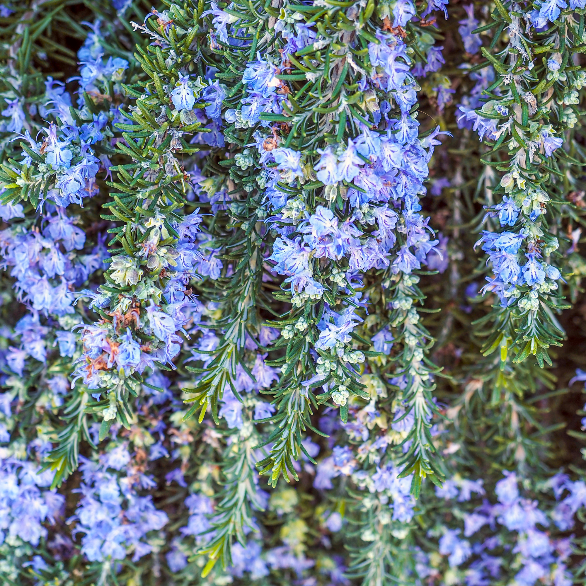 creeping or prostrate rosemary with blue flowers
