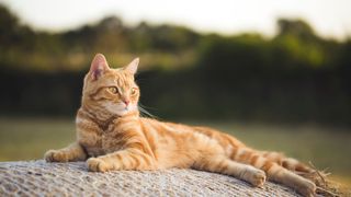 Ginger American shorthair