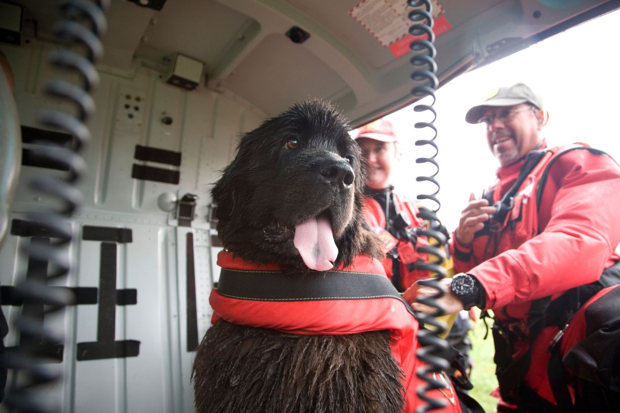 A Newfoundland wearing a flotation vest sits inside a rescue helicopter with crew members in red protective clothing.