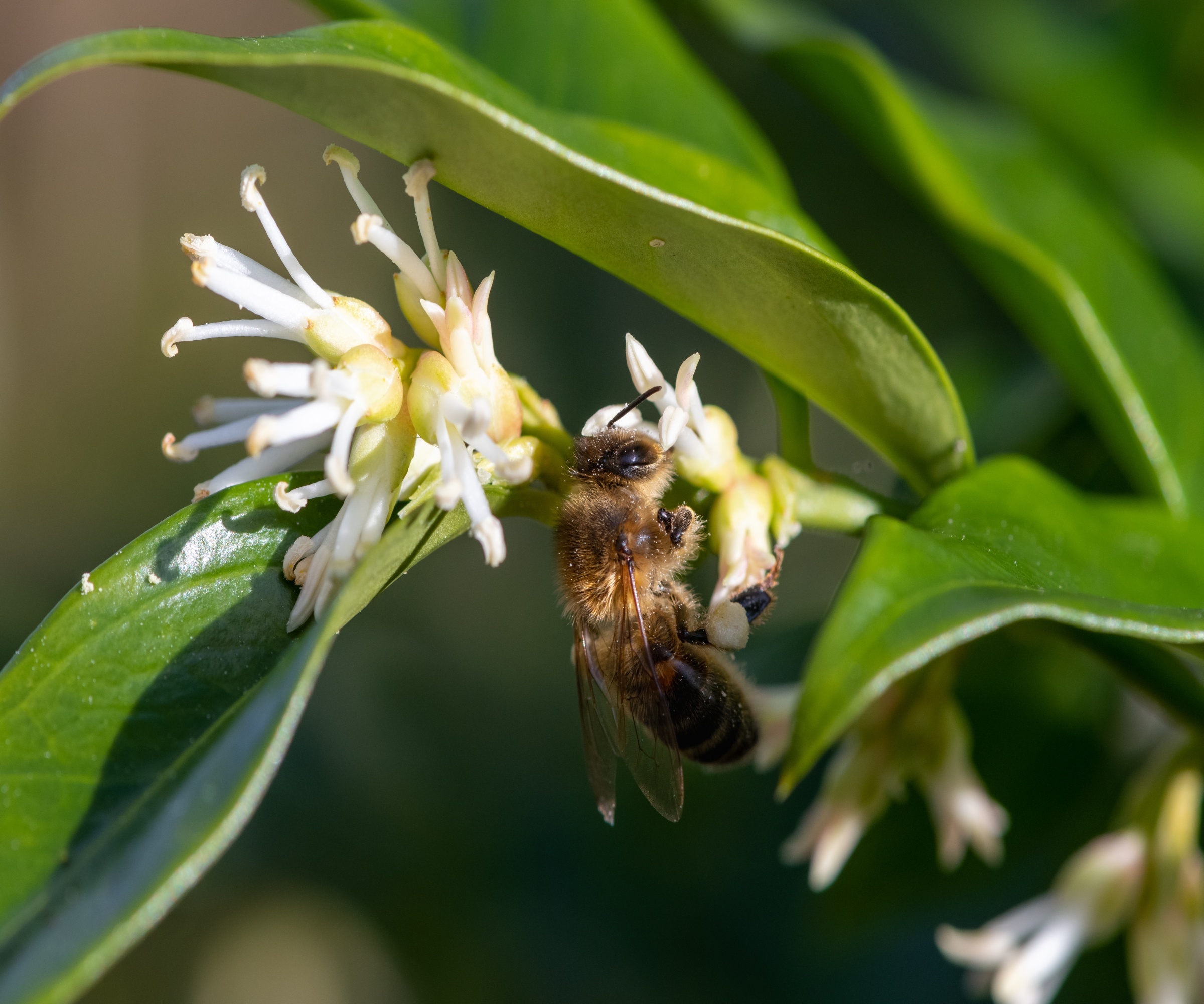A honeybee feasting on nectar from a white sweet box flower