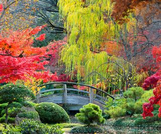 trees with spectacular colours in a Japanese garden