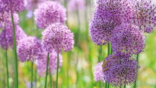 purple alliums in flower