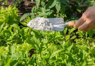 diatomaceous earth for pests