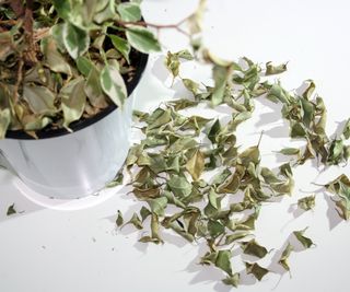 Dried leaves under a potted ficus plant