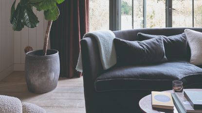 A living room with a dark velvet sofa, wooden floors and a large houseplant in the corner