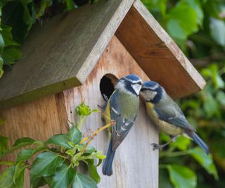 bird house with blue tits