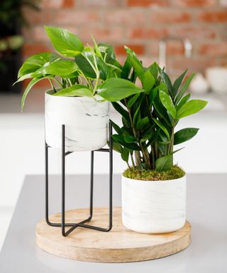 pothos and zz plants in pots on a table