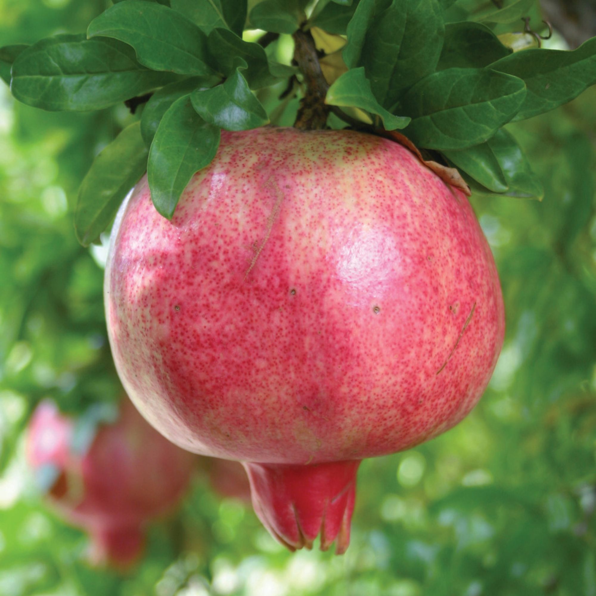 Thompson &amp;amp; Morgan Pomegranate &#039;Provence&#039;