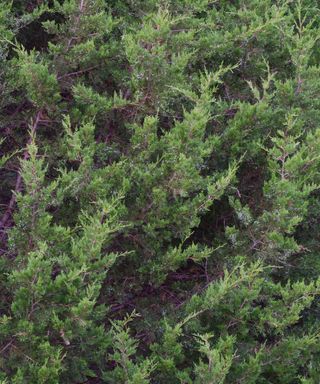 Eastern red cedar, also known as Juniperus virginiana