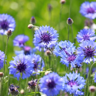 Blue cornflowers growing in garden