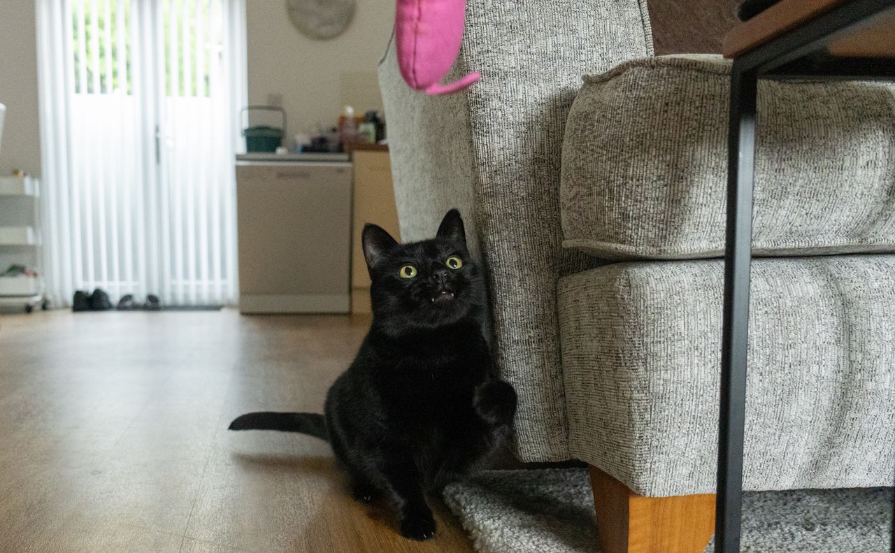 Black cat playing with a pink toy