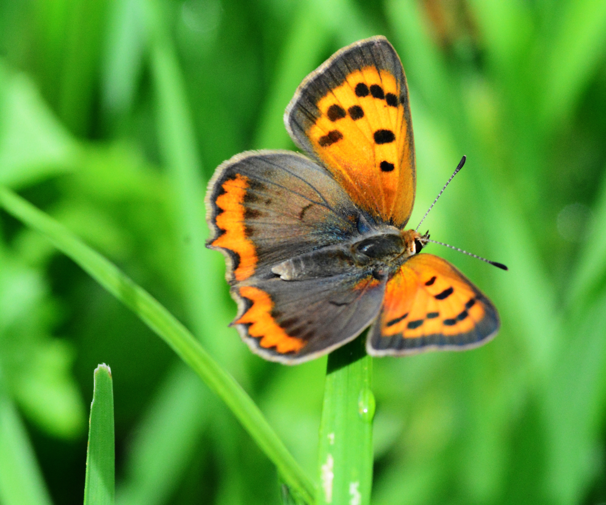 Small copper butterfly on blade of grass