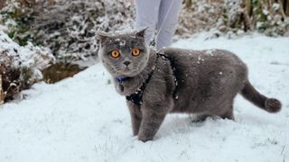 Grey Scottish fold cat walking with lead and harness in the snow