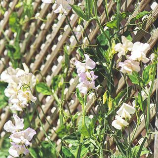 Sweet peas on a garden trellis