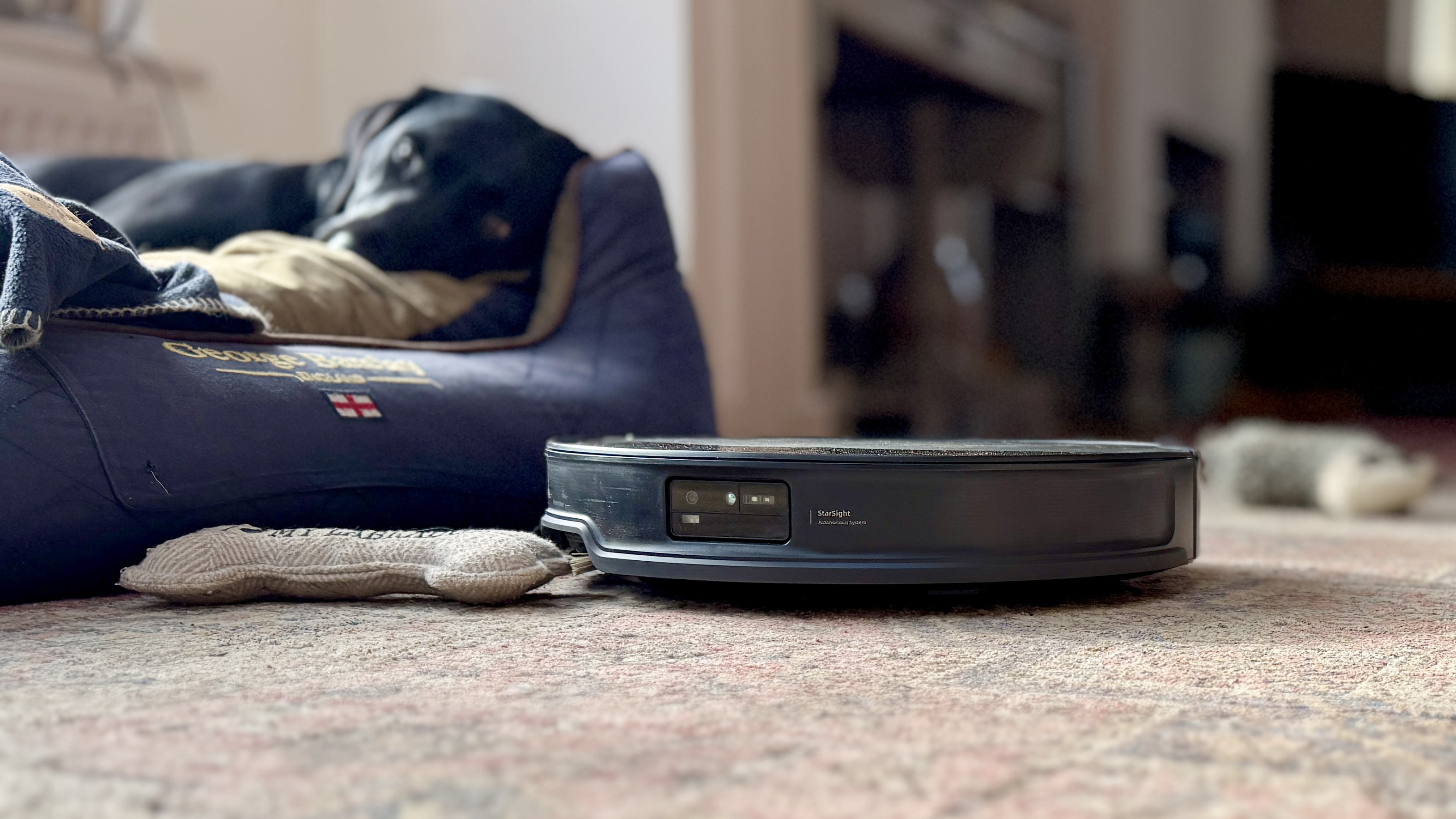 Roborock Saros 10R in reviewer's living room, with dog in the background
