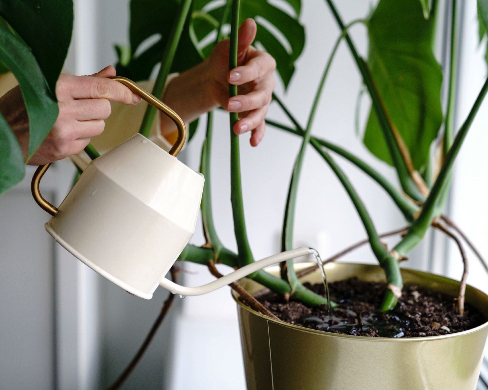 How to water plants while on vacation and keep them alive Real Homes