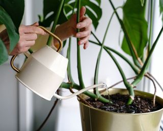 A close-up of houseplants watered from a white watering can