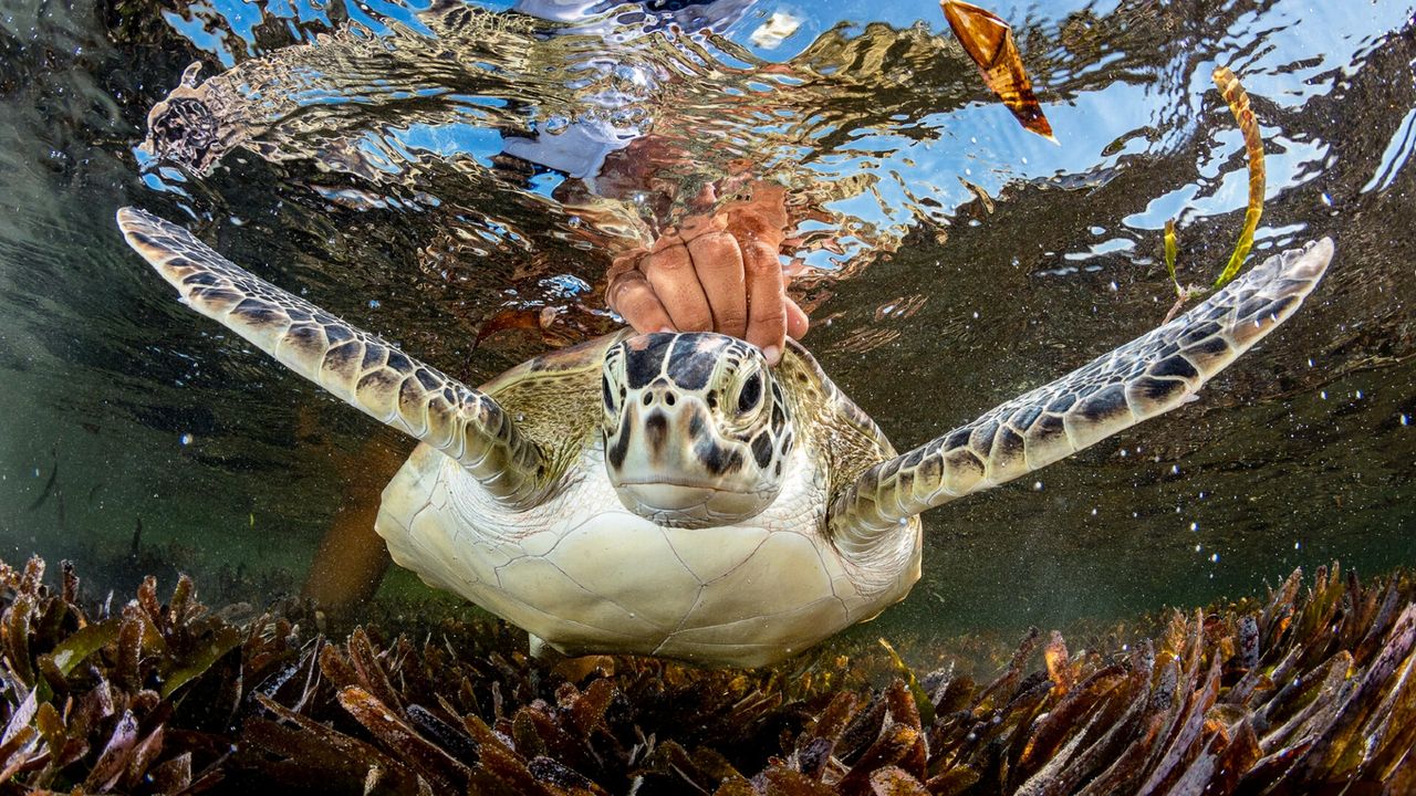 A sea turtle in shallow water