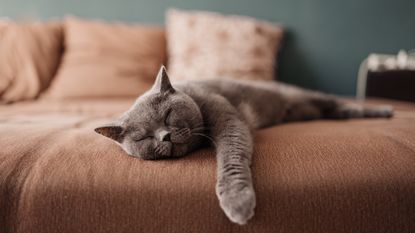 A cat sleeping on a couch — for article on how to get pee smell out of a couch