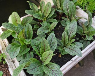 Sorrel plants growing in large container