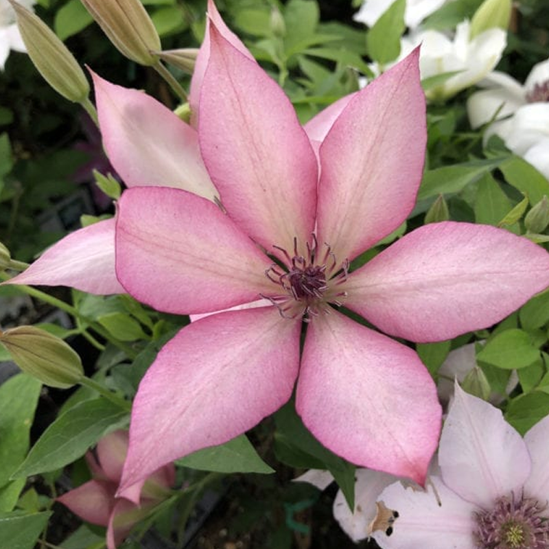 Gisella&amp;trade; Clematis