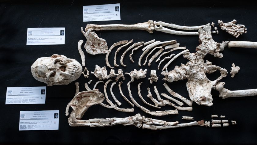 A photo of an osteological reproduction of the hominin fossil &quot;Little Foot&quot; on display. 
