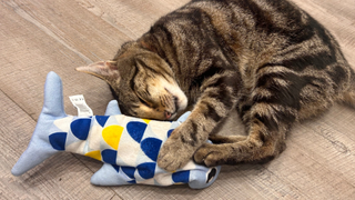 Megan's cat Chilli playing with the Groovy Fish toy, one of the best catnip toys