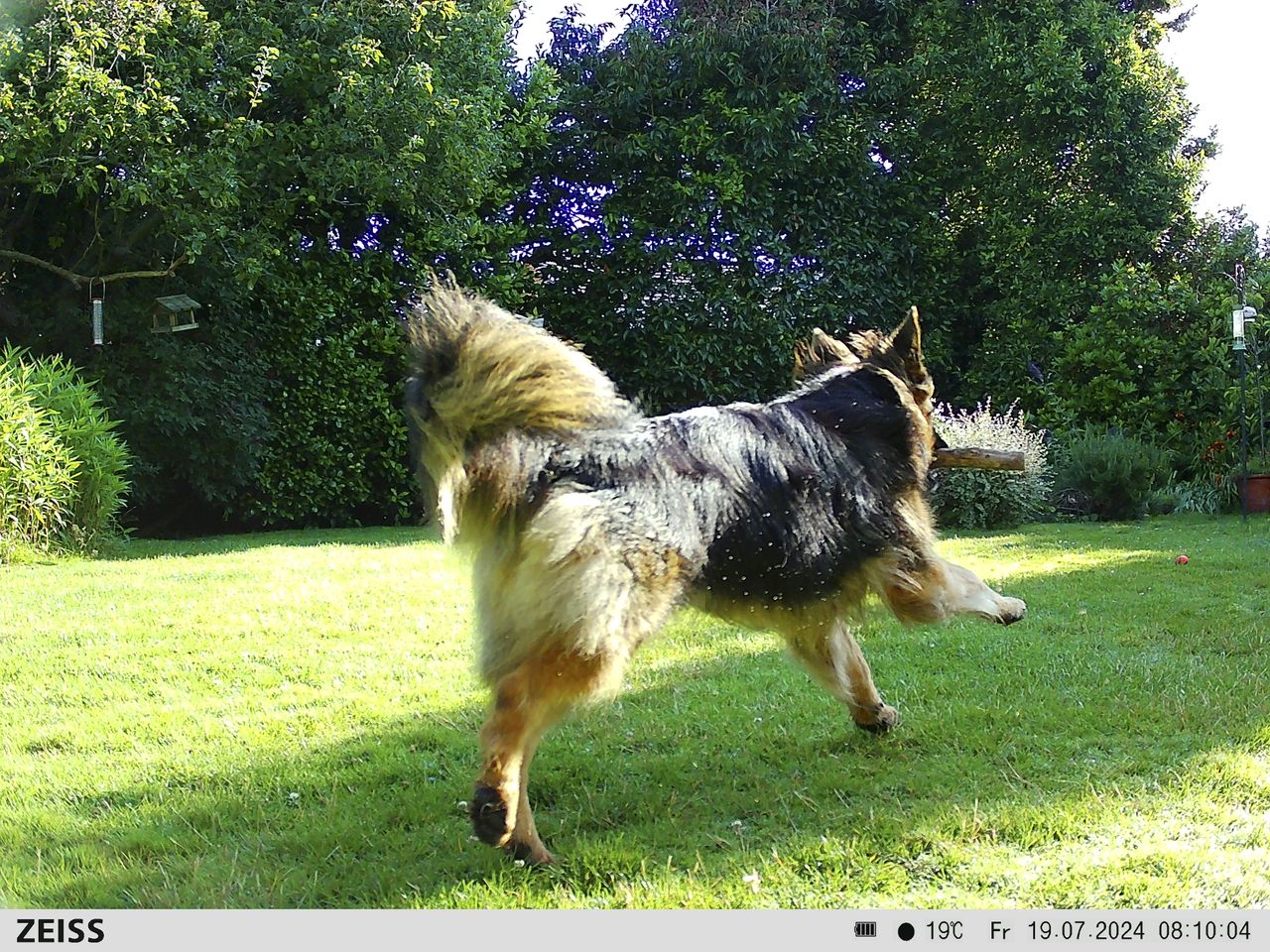 Sample image from the Zeiss Secacam 7 trail camera