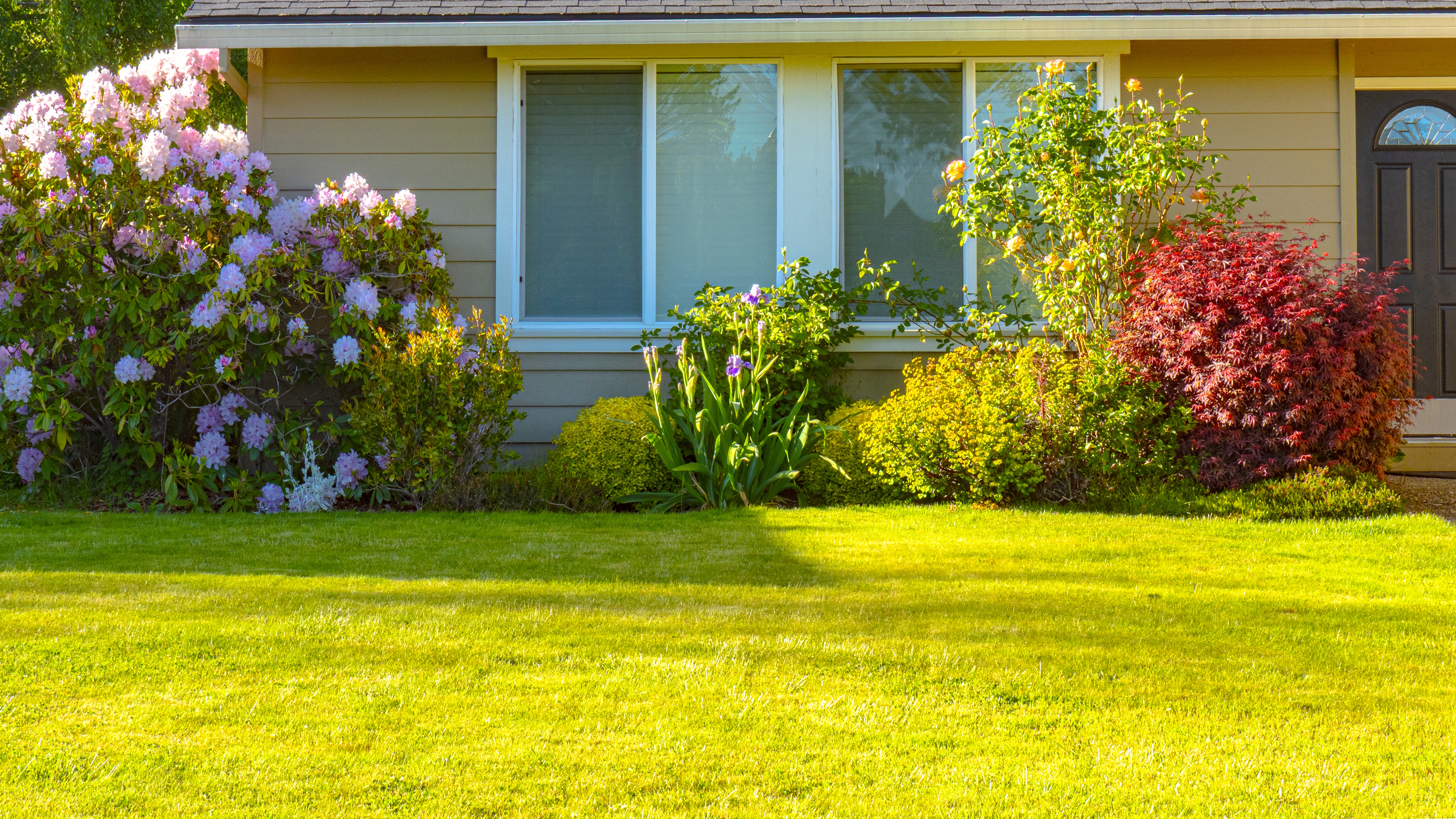 A front garden is bathed in sunshine with shrubs in a bed along the front of the house