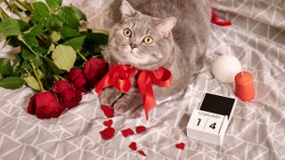 A cat with a red ribbon tied around it next to some red roses and candles on Valentine's Day