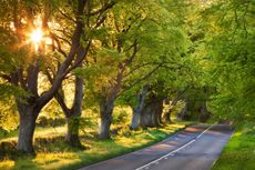 Beech tree-lined road in evening sunshine, Wimborne, Dorset.