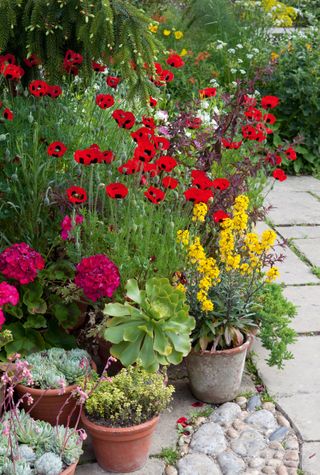 container garden