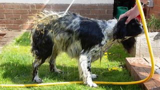A dog being washed outside with hose