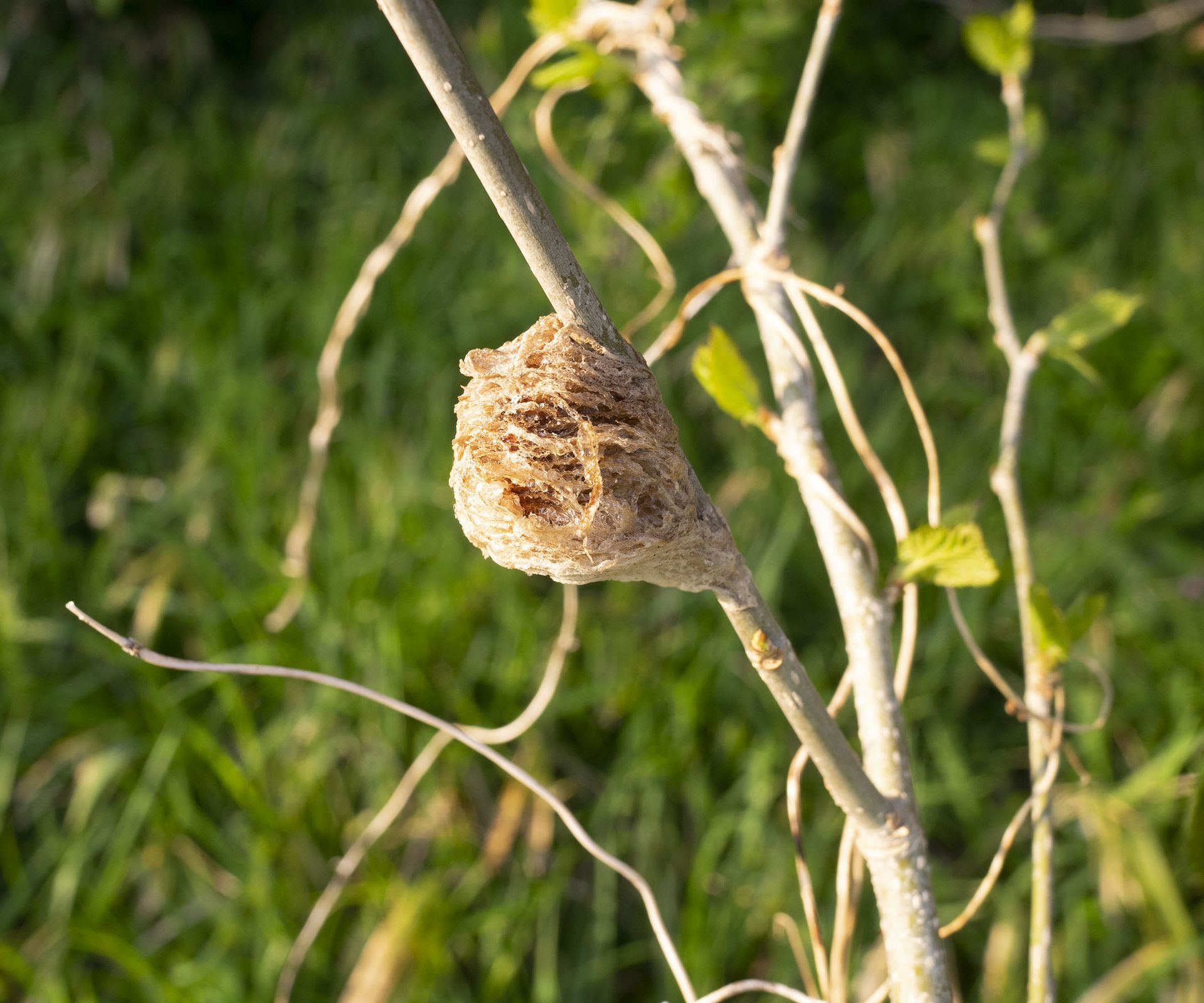 Praying mantis egg case on garden branch