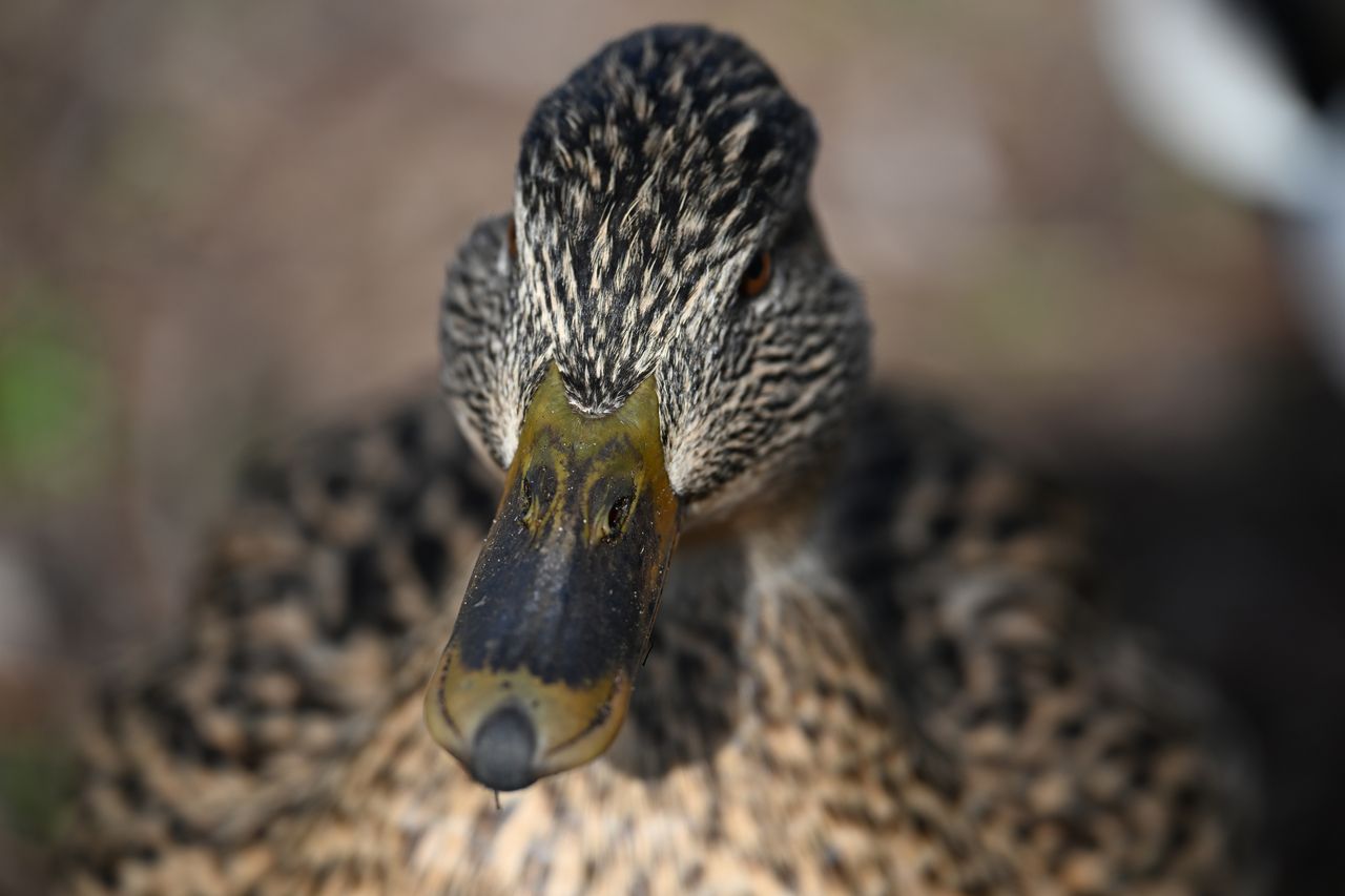 Nikon Z9 review: image samples