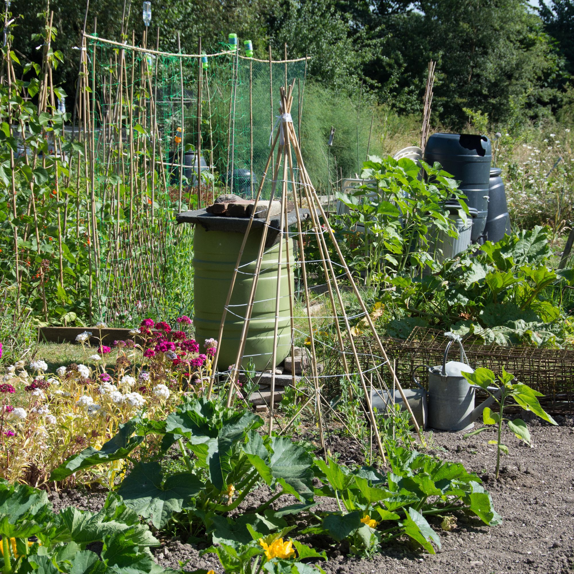 garden wigwam on allotment