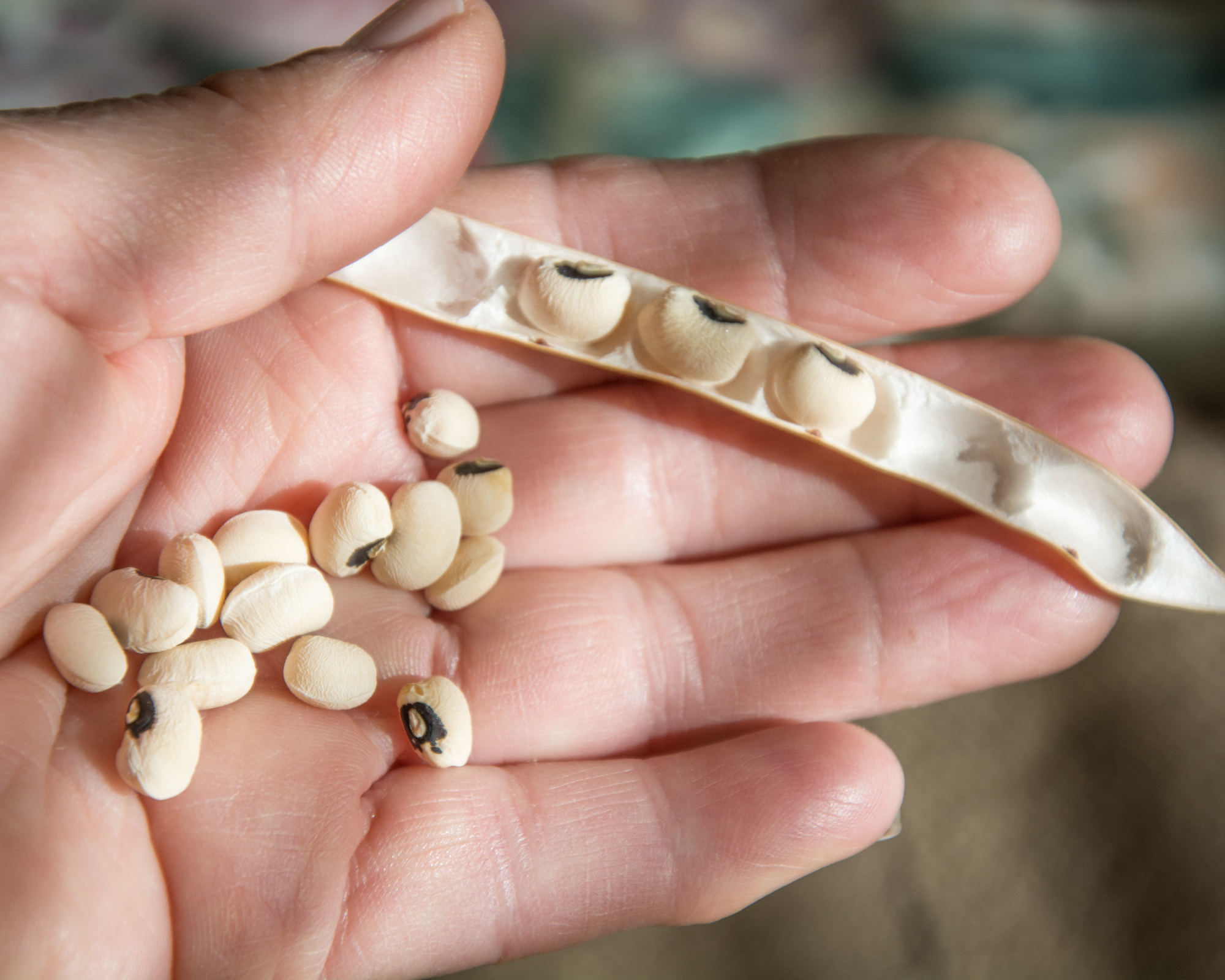 Hand holding dried black-eyed peas and pea pod
