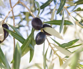 black olives growing on an olive tree