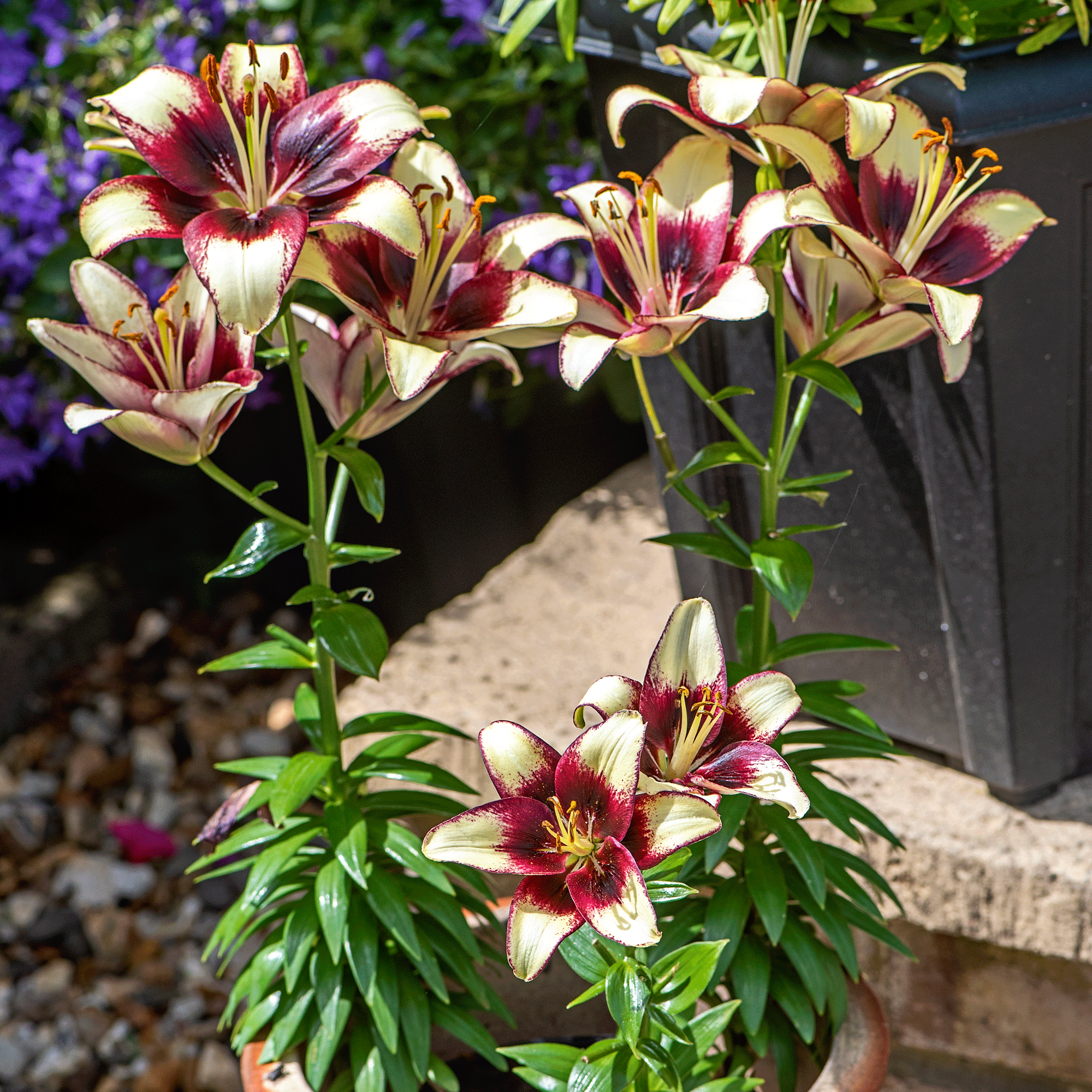 White and brown lillies
