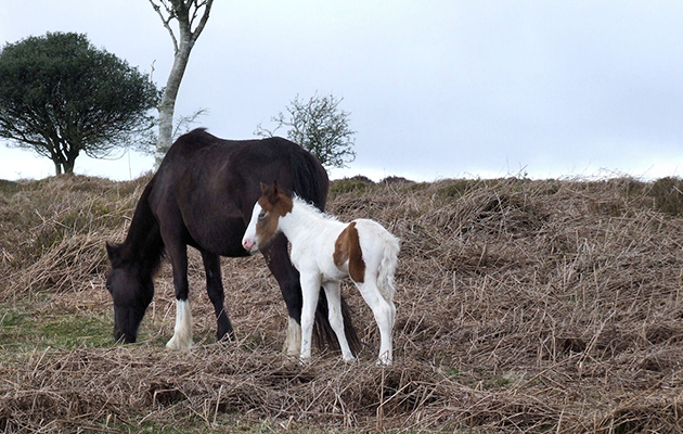 quantock pony